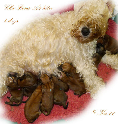 A3-Rosie-with-pups-4days.jpg