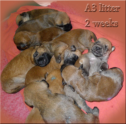 A3-litter-2-weeks.jpg