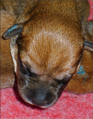 A3-litter-5days-male-ear.jpg