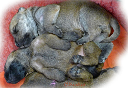 A3-sleeping-pups-2w.jpg