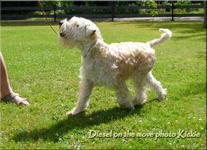 Diesel-on-the-move.jpg