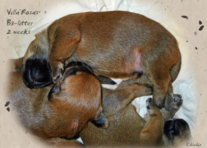 B3-litter-2-weeks.jpg