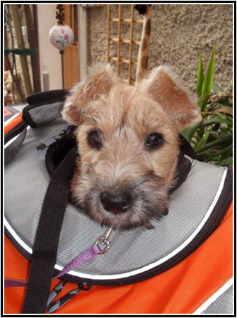 Beow in the travel bag