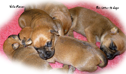 B3litter-10-days.jpg