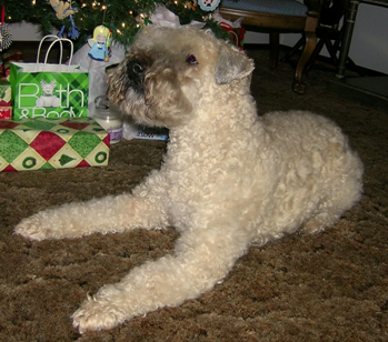 Skatan--Christmas-2009.jpg