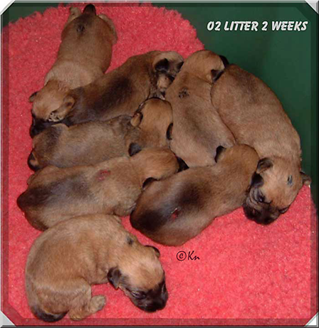 VR-O2litter-2-weeks.jpg