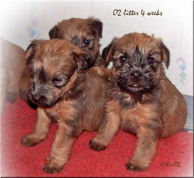 VR-O2litter-4-weeks.jpg