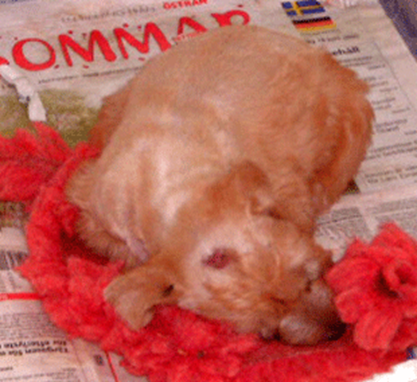 P2-5weeks-sleeping1.gif