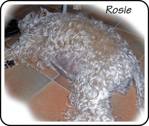 Rosie-pregnant-in-7th-week.gif