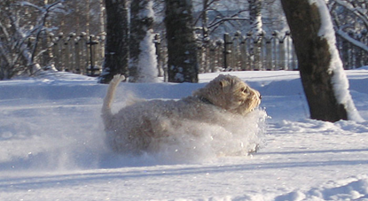 Shiko-in-the-snow-2010.jpg