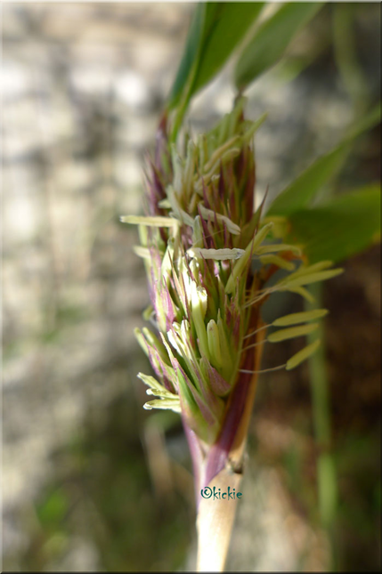 Bambublomma.jpg