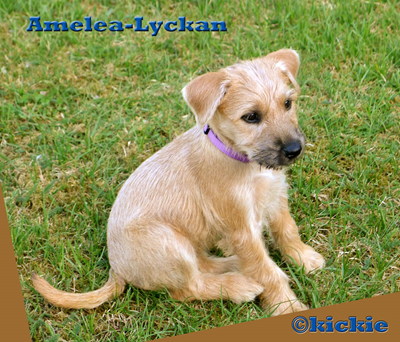 Amelea-Lyckan