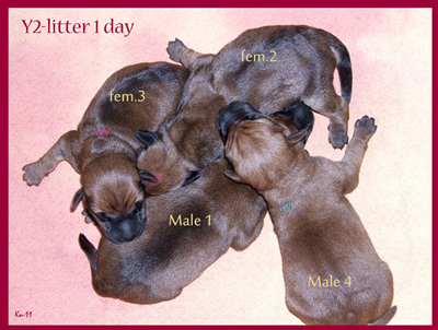 Y2-litter-1day.jpg