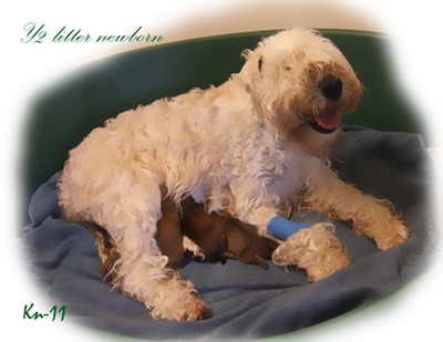 Y2-litter-newborn.jpg