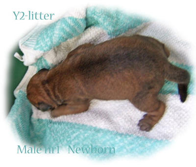 Y2-male-nr1-newborn.jpg