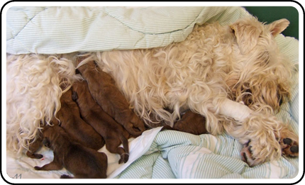 Z2-Rhodda-and-newborn-pups.jpg