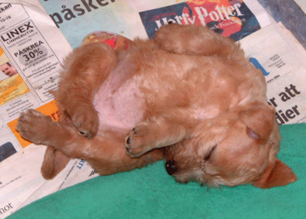 p2-5weeks-sleeping3.gif