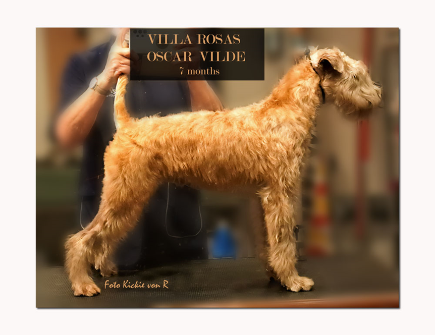 Vilde-7maan.jpg